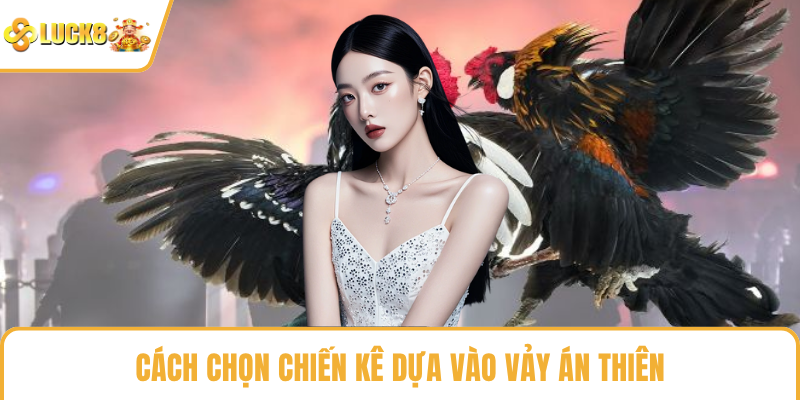 Cách chọn chiến kê dựa vào vảy án thiên
