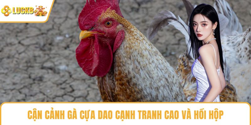 Cận cảnh gà cựa dao cạnh tranh cao và hồi hộp
