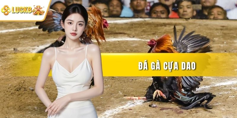 Đá gà cựa dao