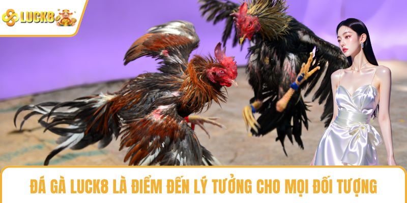 Đá gà LUCK8 là điểm đến lý tưởng cho mọi đối tượng