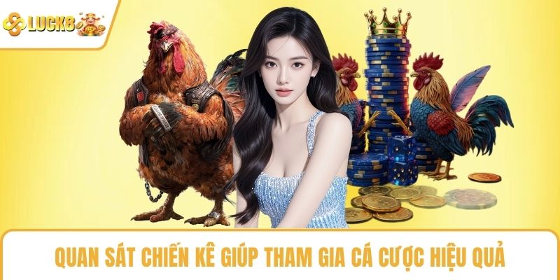 Quan sát chiến kê giúp tham gia cá cược hiệu quả