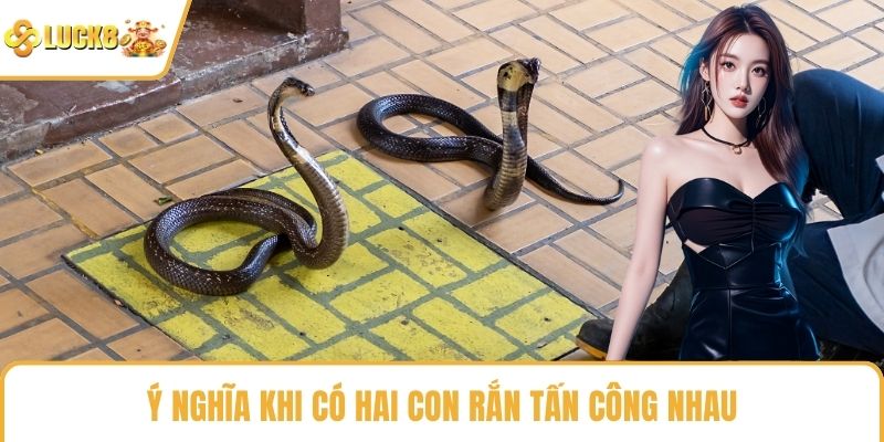 Ý nghĩa khi có hai con rắn tấn công nhau